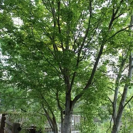 thumbnail for publication: Acer floridanum: Florida maple